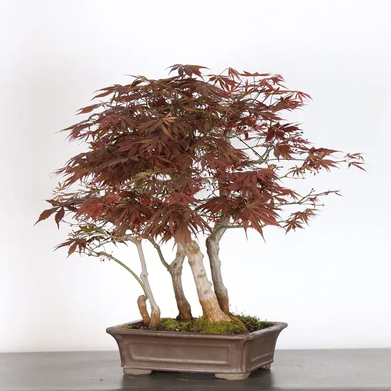 image supplémentaire - Forêt érable du japon "...