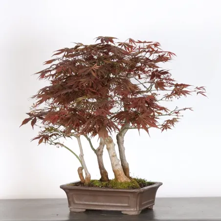 image supplémentaire - Forêt érable du japon "...