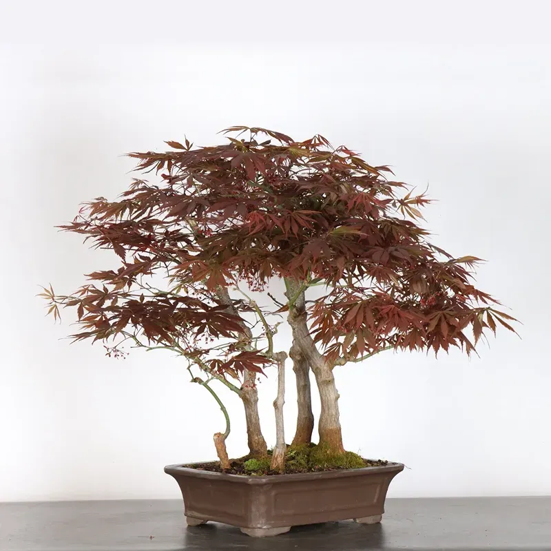 Bonsai Erable Palmatum Atropurpureum AA-1-1