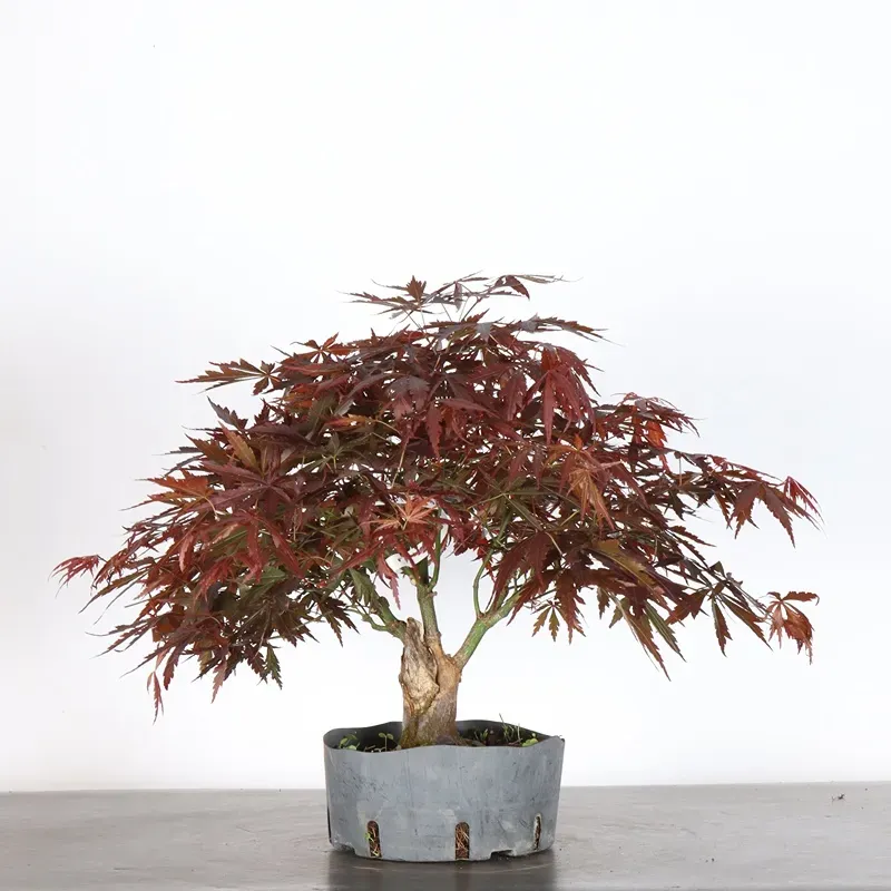 image supplémentaire - Japanese maple "ACER...