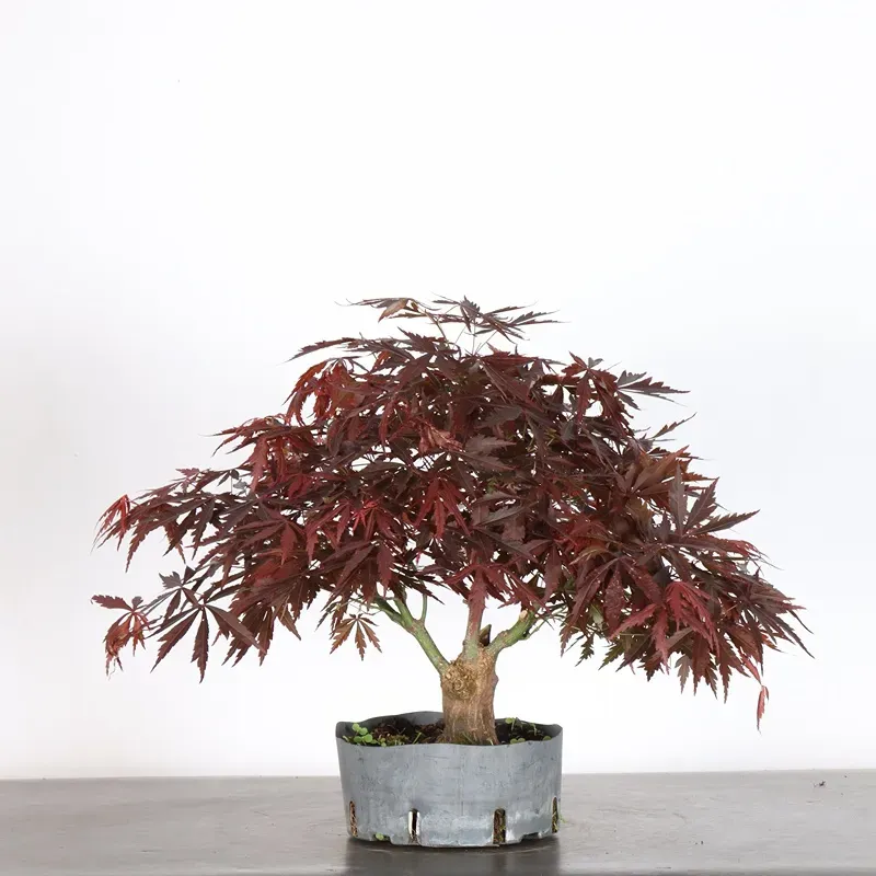 Bonsai Erable Atropurpureum AA-1-12