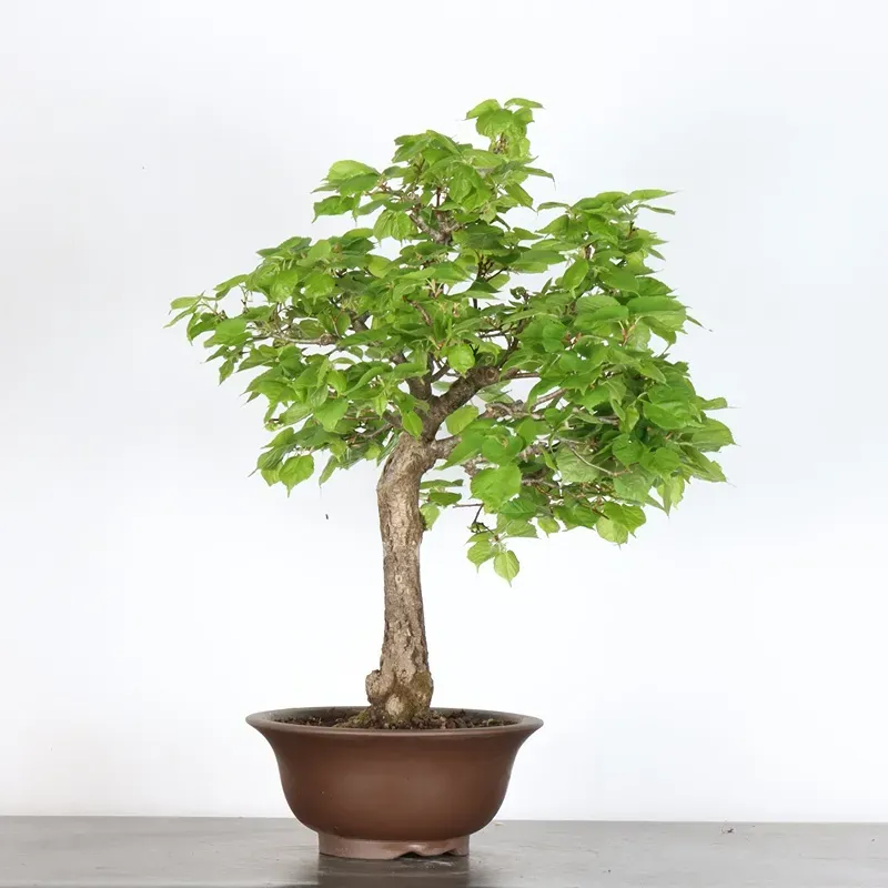 BONSAI LINDEN "TILIA" 1-6