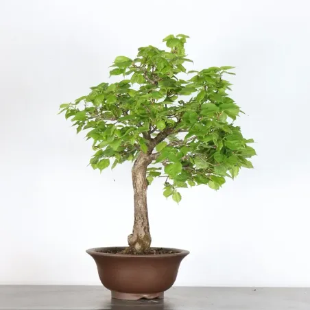 BONSAI LINDEN "TILIA" 1-6