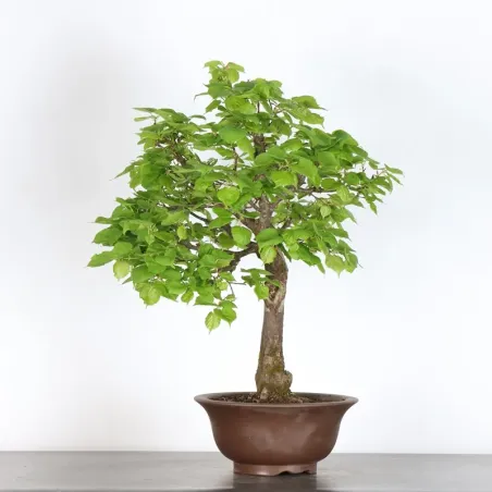image supplémentaire - BONSAI TILLEUL "TILIA" 1-6