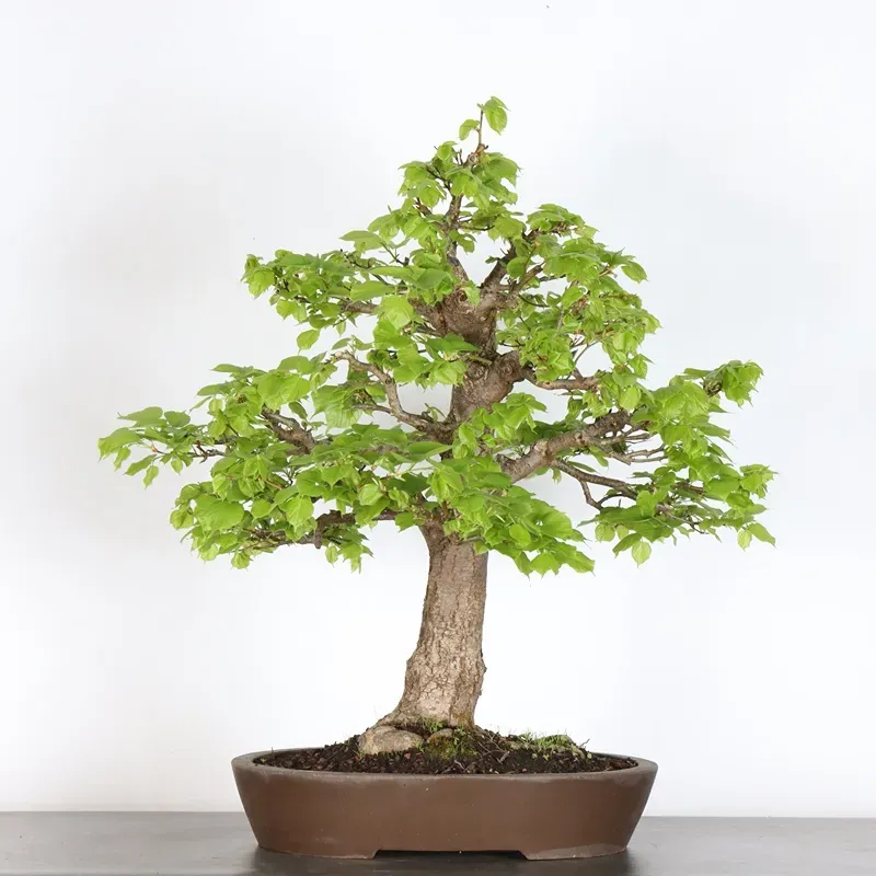 BONSAI TILLEUL "TILIA" 2-6
