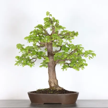 image supplémentaire - BONSAI TILLEUL "TILIA" 2-6
