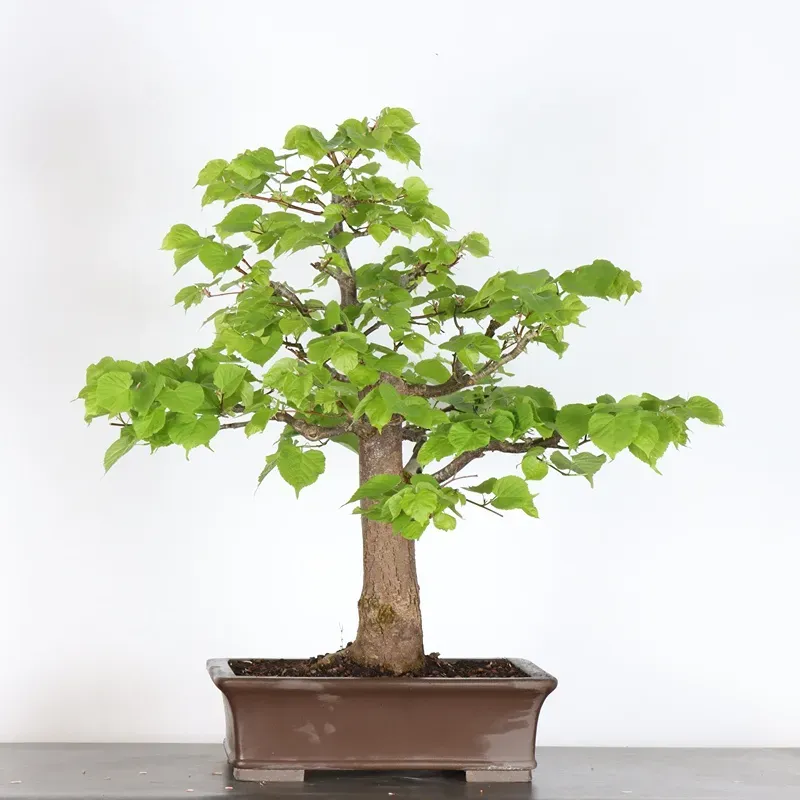 BONSAI LINDEN "TILIA" 2-7