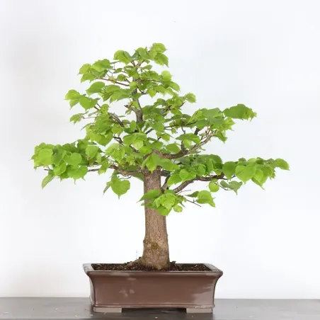 BONSAI LINDEN "TILIA" 2-7