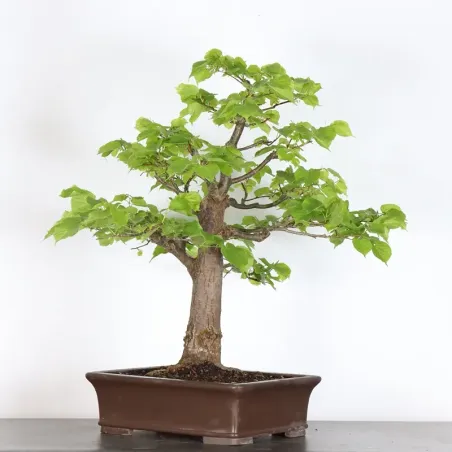 image supplémentaire - BONSAI LINDEN "TILIA" 2-7
