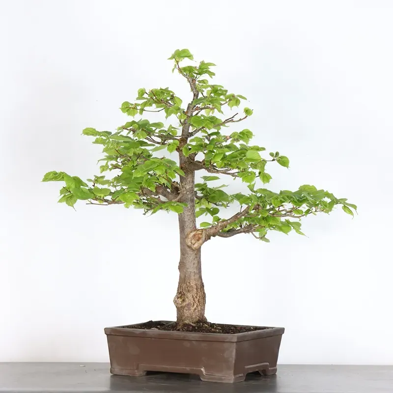image supplémentaire - BONSAI TILLEUL "TILIA" 2-2