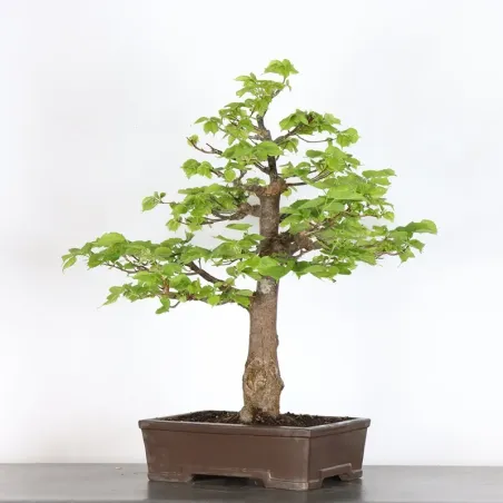 BONSAI TILLEUL "TILIA" 2-2
