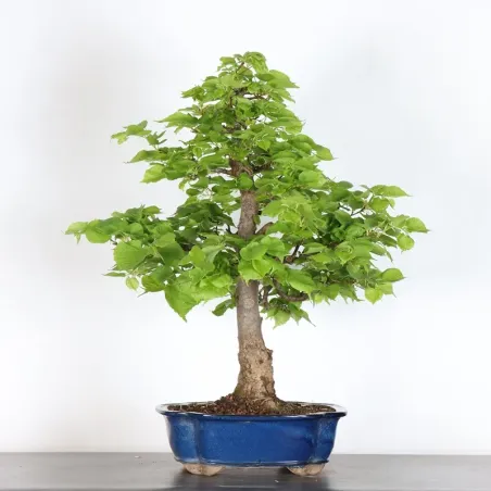 BONSAI TILLEUL "TILIA" 2-8