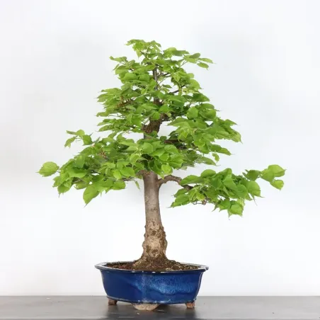 image supplémentaire - BONSAI TILLEUL "TILIA" 2-8