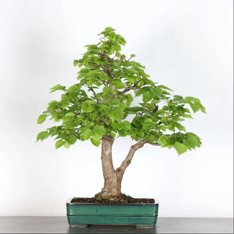 BONSAI TILLEUL "TILIA" 2-4
