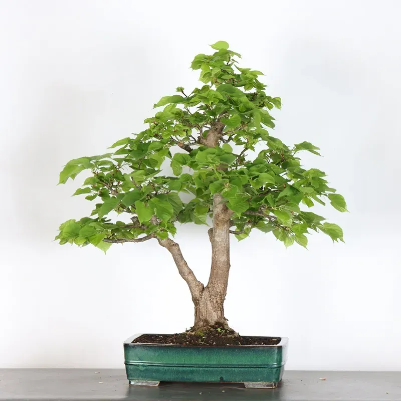image supplémentaire - BONSAI TILLEUL "TILIA" 2-4