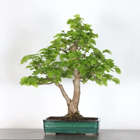 image supplémentaire - BONSAI TILLEUL "TILIA" 2-4