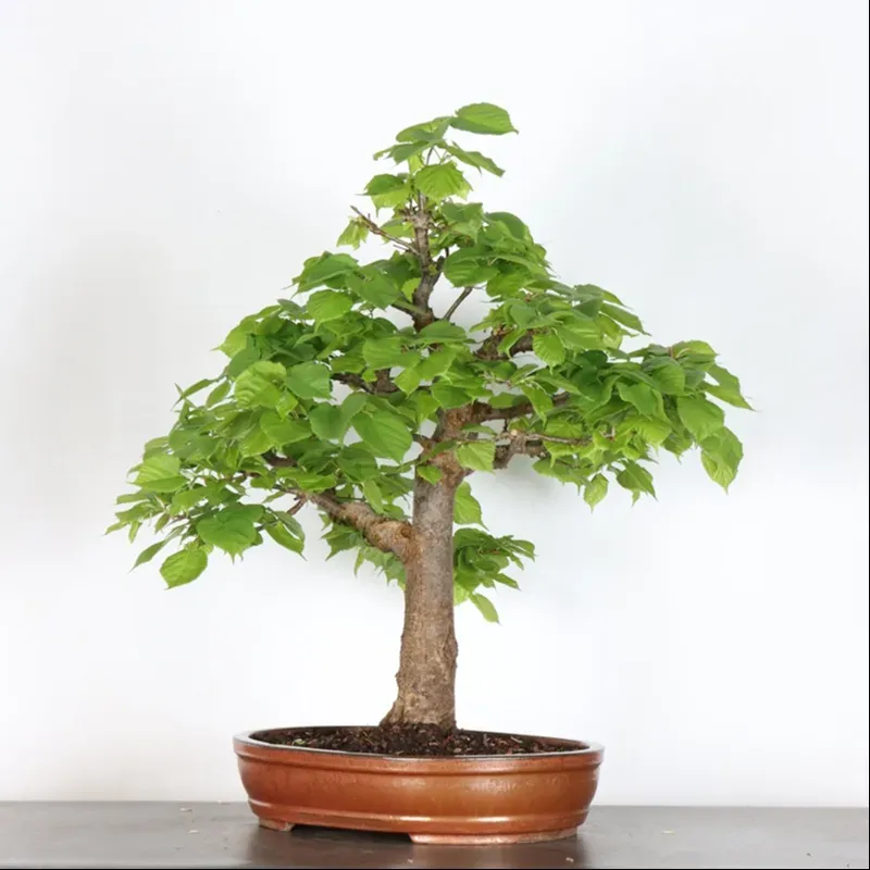 image supplémentaire - BONSAI TILLEUL "TILIA" 2-3