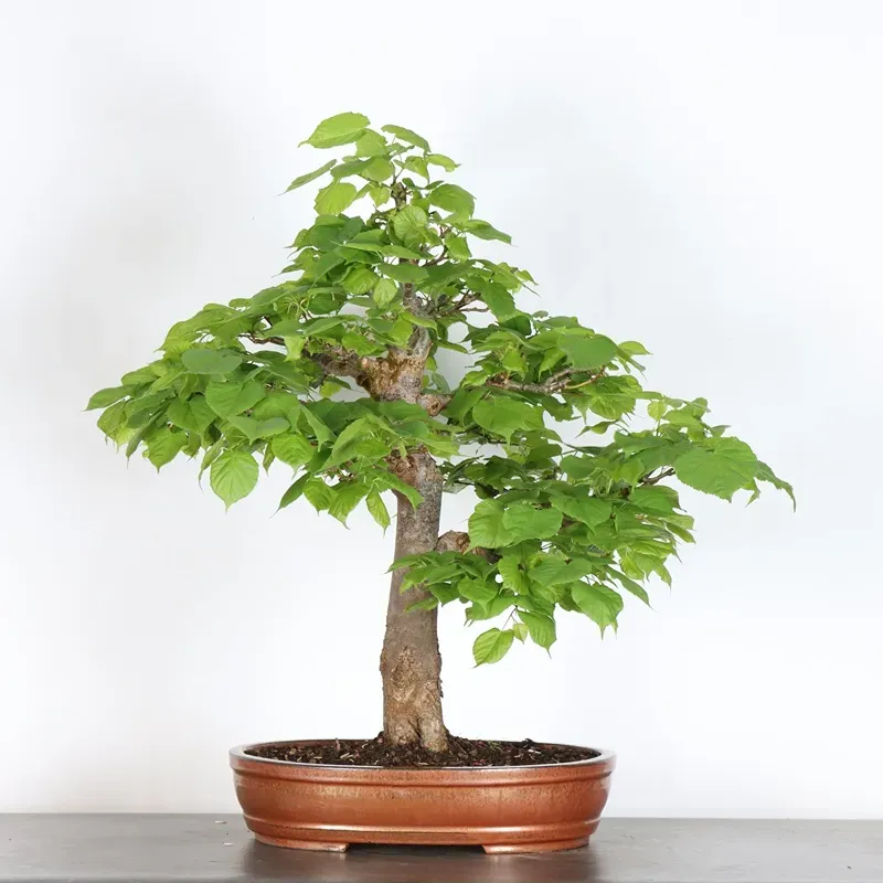 BONSAI TILLEUL "TILIA" 2-3