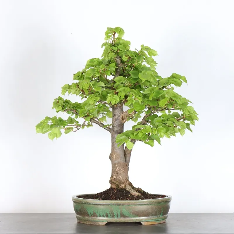 image supplémentaire - BONSAI TILLEUL "TILIA" 1-7