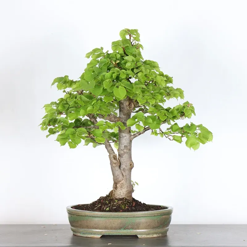 BONSAI TILLEUL "TILIA" 1-7