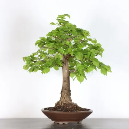 BONSAI TILLEUL "TILIA" 1-4