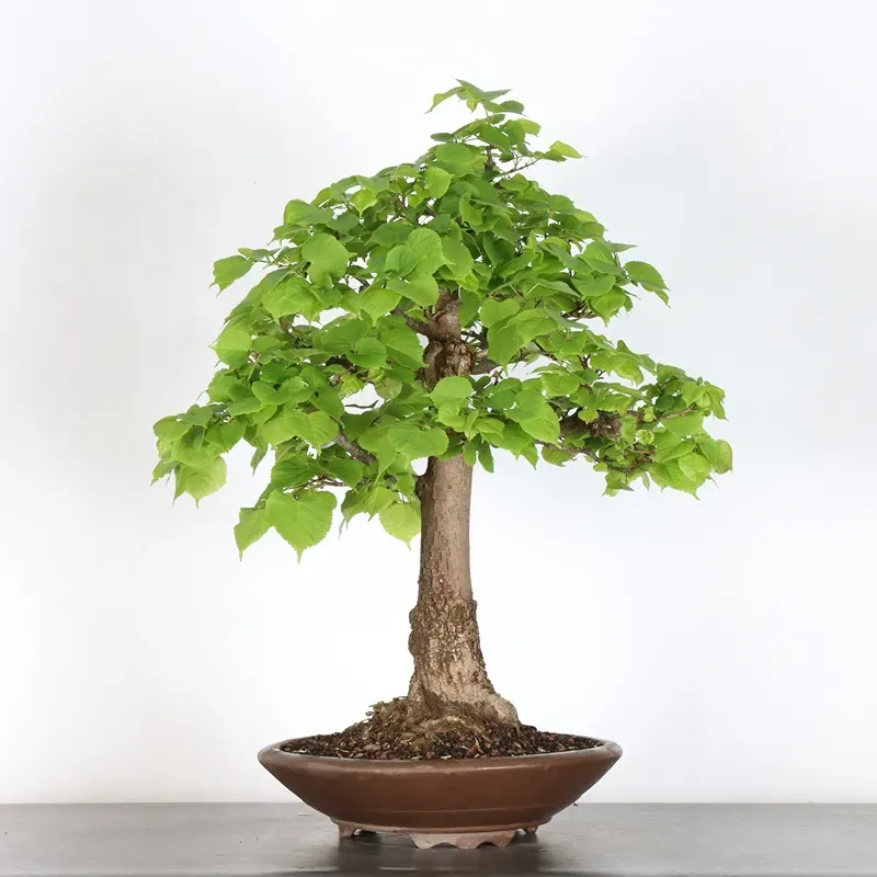 image supplémentaire - BONSAI TILLEUL "TILIA" 1-4