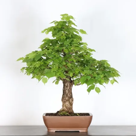 BONSAI TILLEUL "TILIA" 1-3