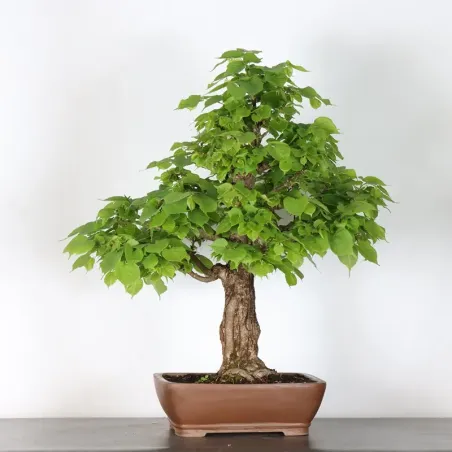 image supplémentaire - BONSAI TILLEUL "TILIA" 1-3