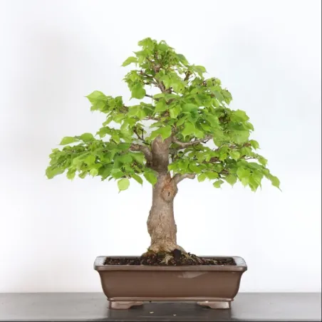 BONSAI TILLEUL "TILIA" 1-9