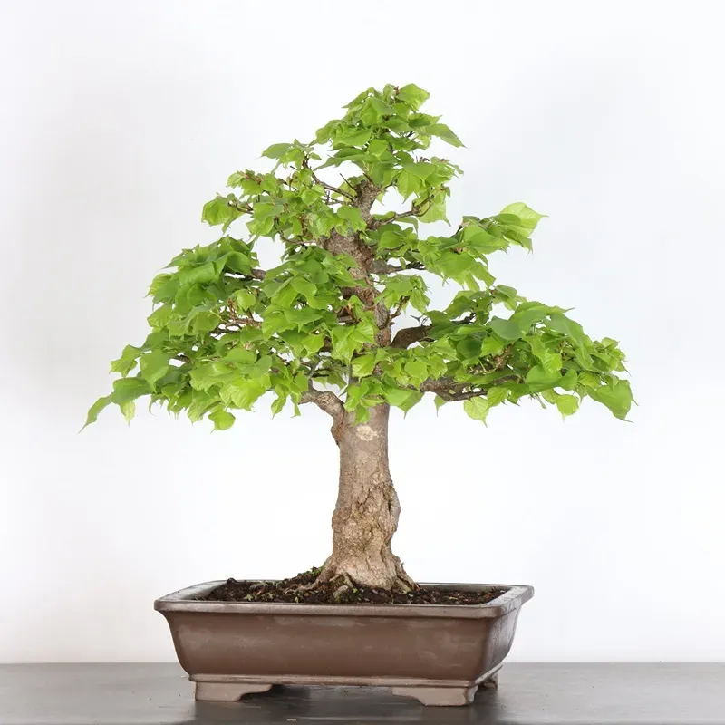 image supplémentaire - BONSAI TILLEUL "TILIA" 1-9