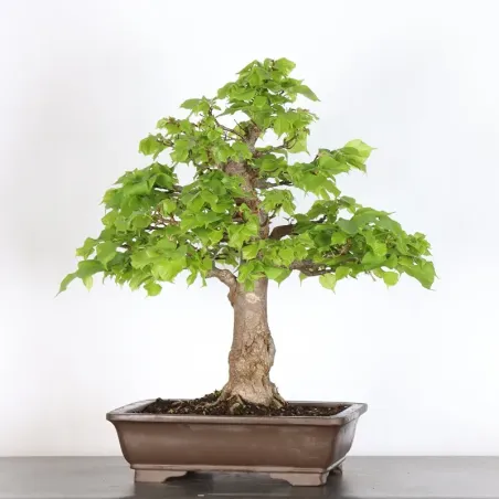 image supplémentaire - BONSAI TILLEUL "TILIA" 1-9