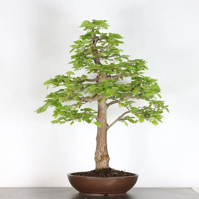 BONSAI TILLEUL "TILIA" 1-13