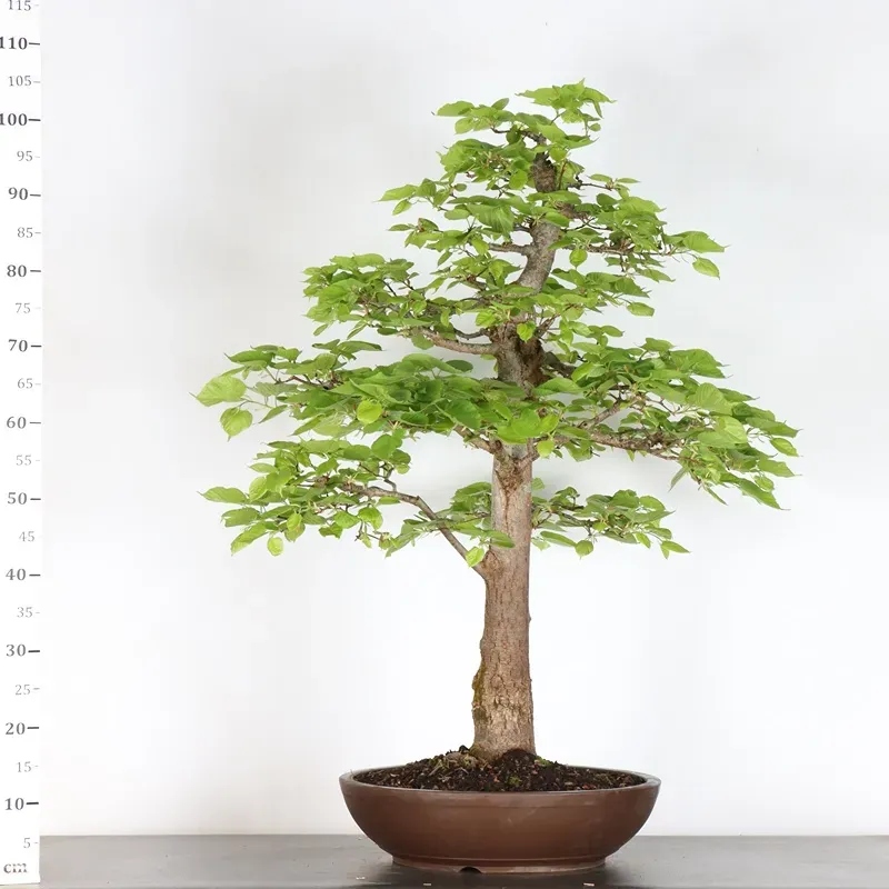 image supplémentaire - BONSAI TILLEUL "TILIA" 1-13