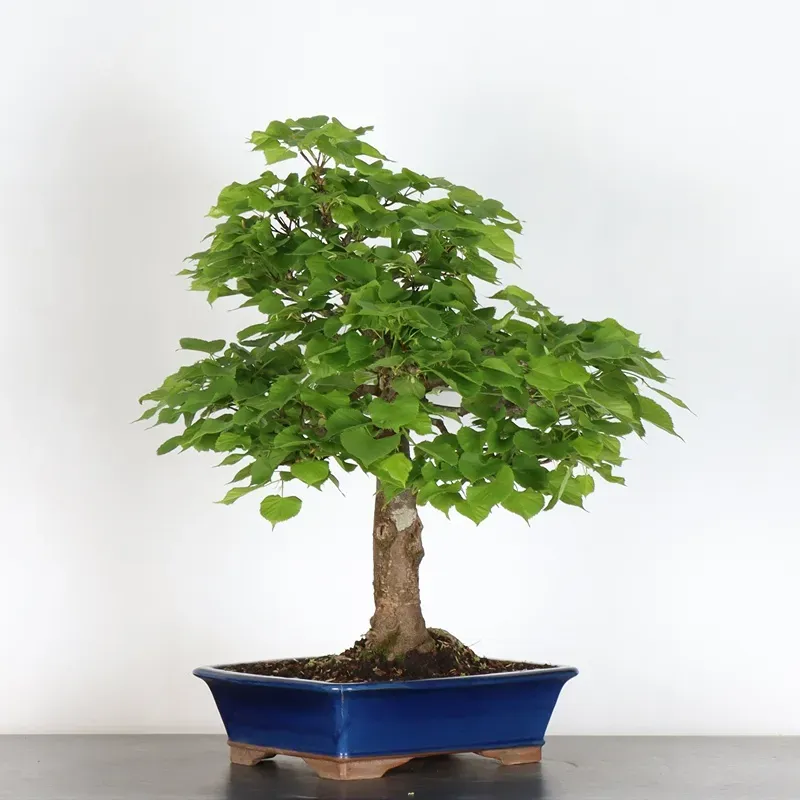 TILLEUL COMMUN "TILIA" (pot légèrement fissuré) 1-1