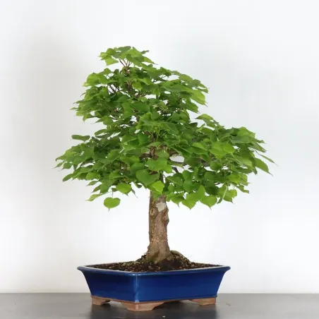 TILLEUL COMMUN "TILIA" (pot légèrement fissuré) 1-1