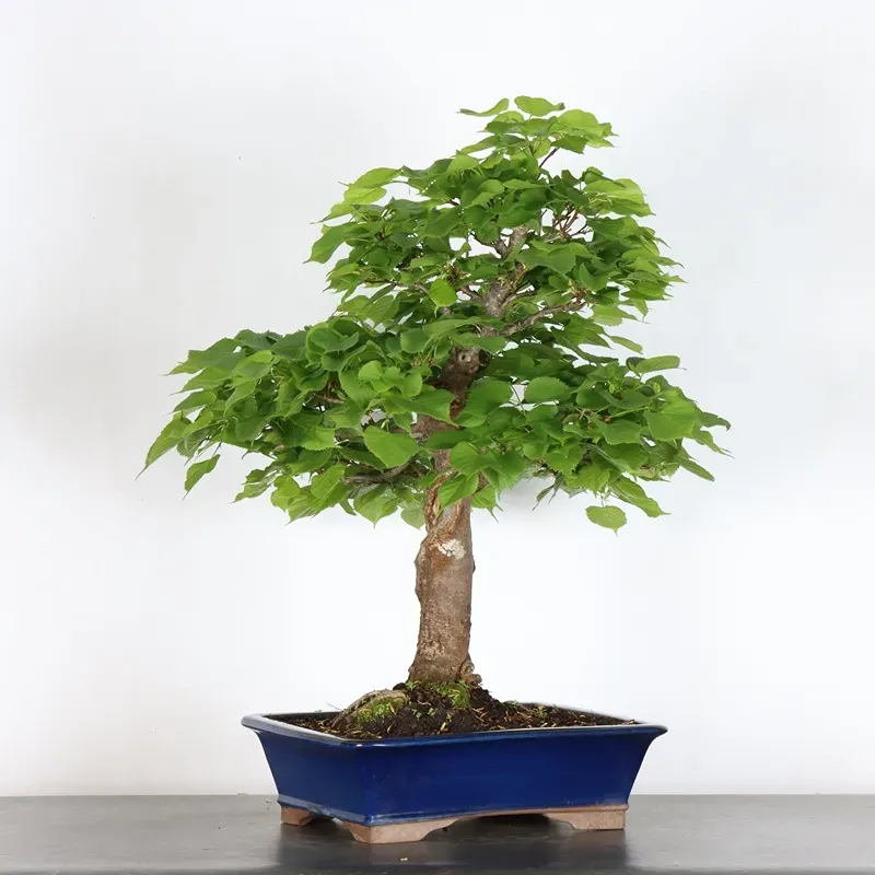 image supplémentaire - TILLEUL COMMUN "TILIA" (pot...