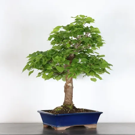 image supplémentaire - TILLEUL COMMUN "TILIA" (pot...