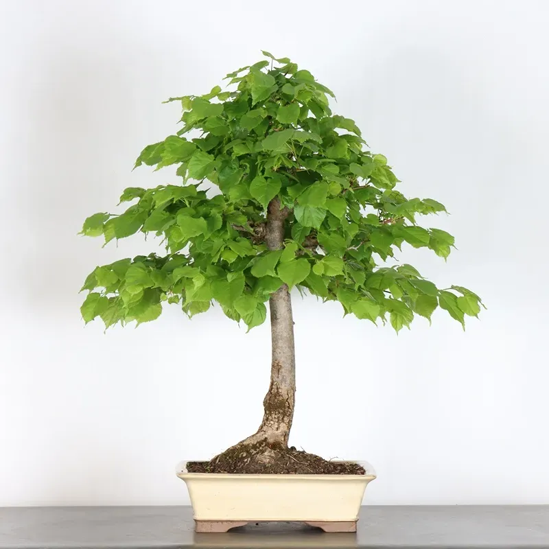 image supplémentaire - BONSAI TILLEUL "TILIA" 1-2