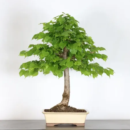 image supplémentaire - BONSAI TILLEUL "TILIA" 1-2