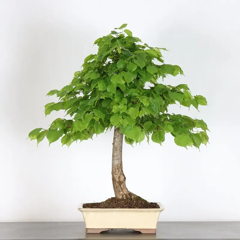 BONSAI TILLEUL "TILIA" 1-2