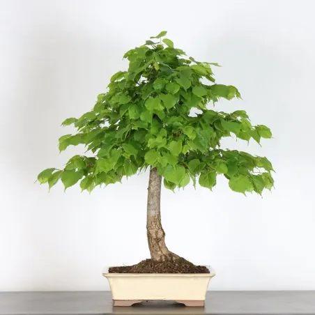 BONSAI TILLEUL "TILIA" 1-2
