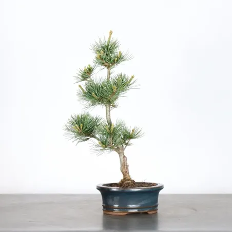 Bonsai Pin Pentaphylla PP-1-1
