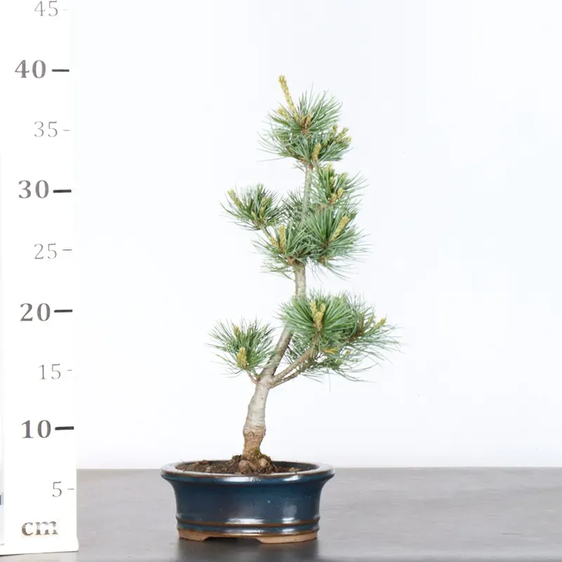 image supplémentaire - JAPANESE WHITE PINE...