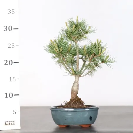 image supplémentaire - JAPANESE WHITE PINE...