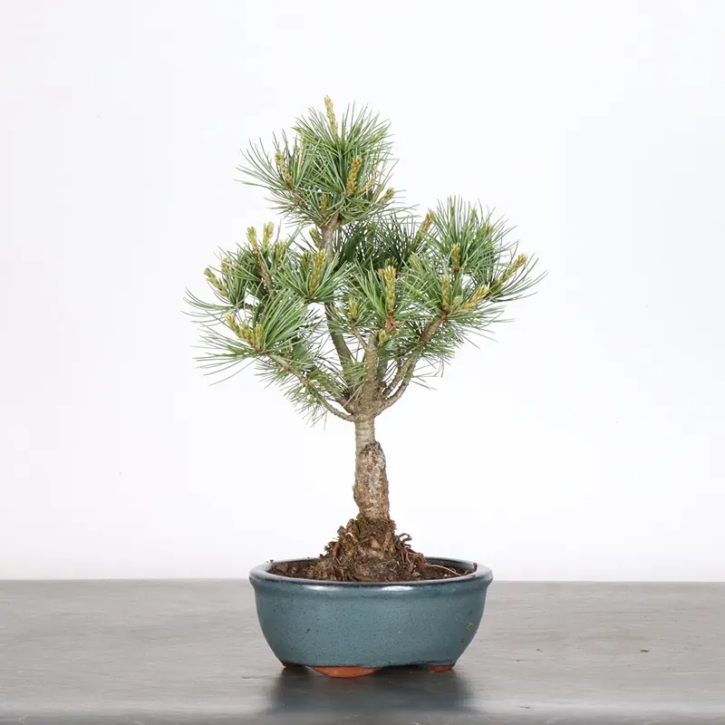 Bonsai Pin Pentaphylla PP-1-2
