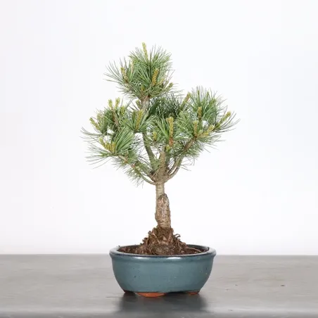 Bonsai Pin Pentaphylla PP-1-2