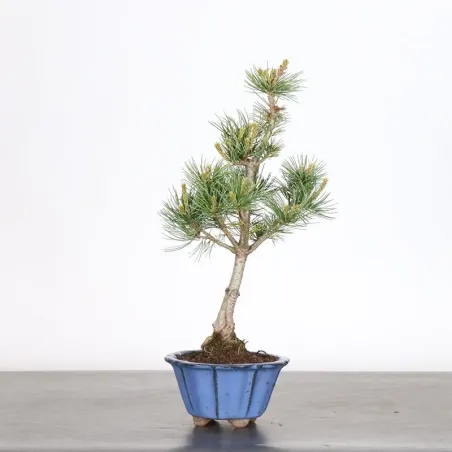 Bonsai Pine Pentaphylla PP-1-3