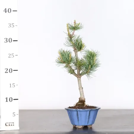 image supplémentaire - JAPANESE WHITE PINE...