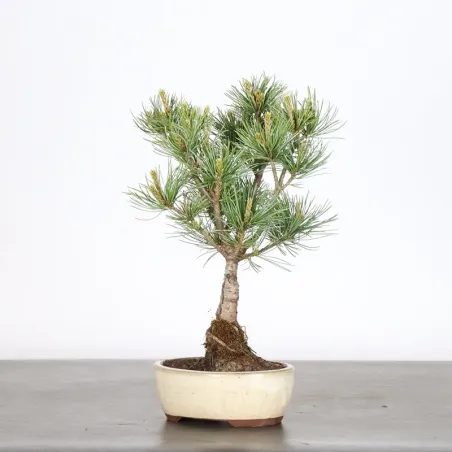 Bonsai Pine Pentaphylla PP-1-1
