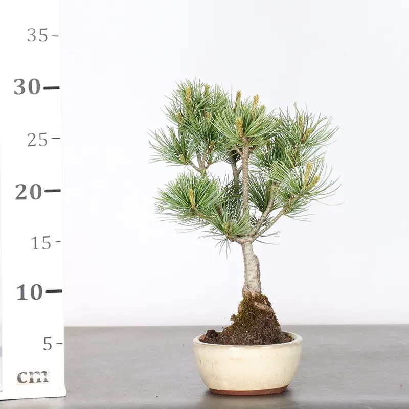 image supplémentaire - JAPANESE WHITE PINE...